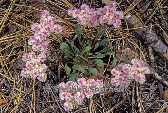 calyptridium monospermum 2 graphic